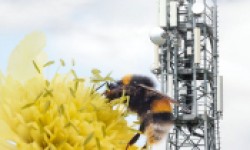 Artikelserie: Die Gefährdung von Insekten und Bienen durch Hochspannungsleitungen und Mobilfunkstrahlung