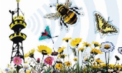 Beeinflusst WLAN-Strahlung Honigbienenverhalten oder Blütenbesuche?